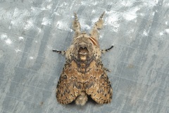 Calliteara cerigoides