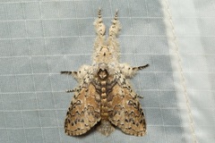 Calliteara cerigoides