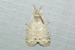 Calliteara mundi