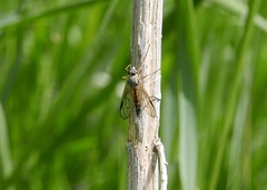 Rhagio vitripennis