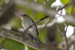 Pachyramphus versicolor