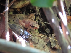 Eleutherodactylus antillensis