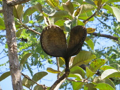 Aspidosperma macrocarpon