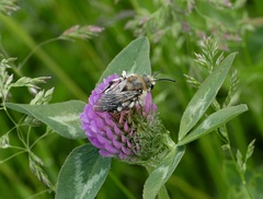 Melecta albifrons