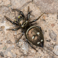 Heliophanus apiatus
