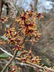 Hamamelis vernalis