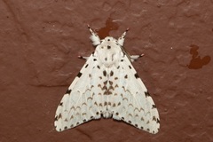 Lymantria brunneiplaga