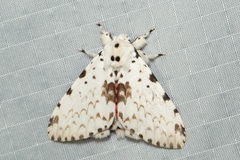 Lymantria brunneiplaga