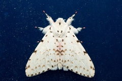 Lymantria brunneiplaga