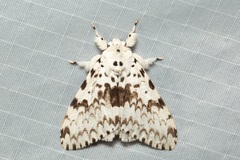 Lymantria brunneiplaga