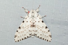 Lymantria brunneiplaga