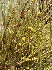 Ephedra chilensis