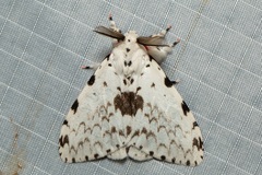 Lymantria brunneiplaga