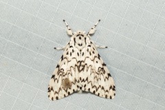 Lymantria singapura
