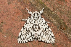 Lymantria singapura