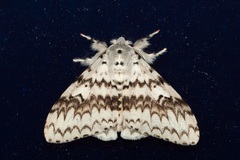 Lymantria brotea lepcha