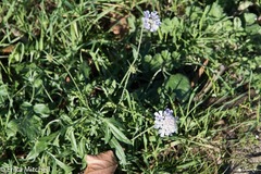 Scabiosa triandra