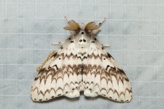 Lymantria brotea lepcha