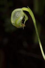 Pterostylis hispidula