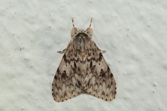 Lymantria grisea