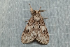 Lymantria grisea