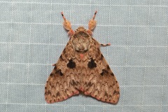 Lymantria inordinata