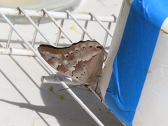 Archaeoprepona demophoon