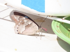 Archaeoprepona demophoon