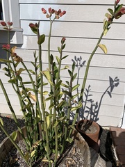 Euphorbia tithymaloides