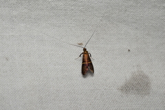 Nemophora aurifera