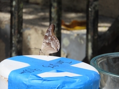 Archaeoprepona demophoon