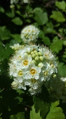 Physocarpus malvaceus