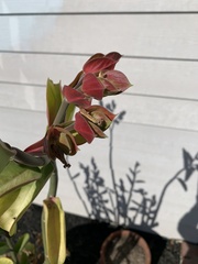 Euphorbia tithymaloides