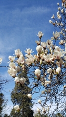 Magnolia
