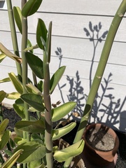 Euphorbia tithymaloides