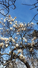Magnolia