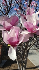 Magnolia