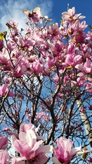Magnolia