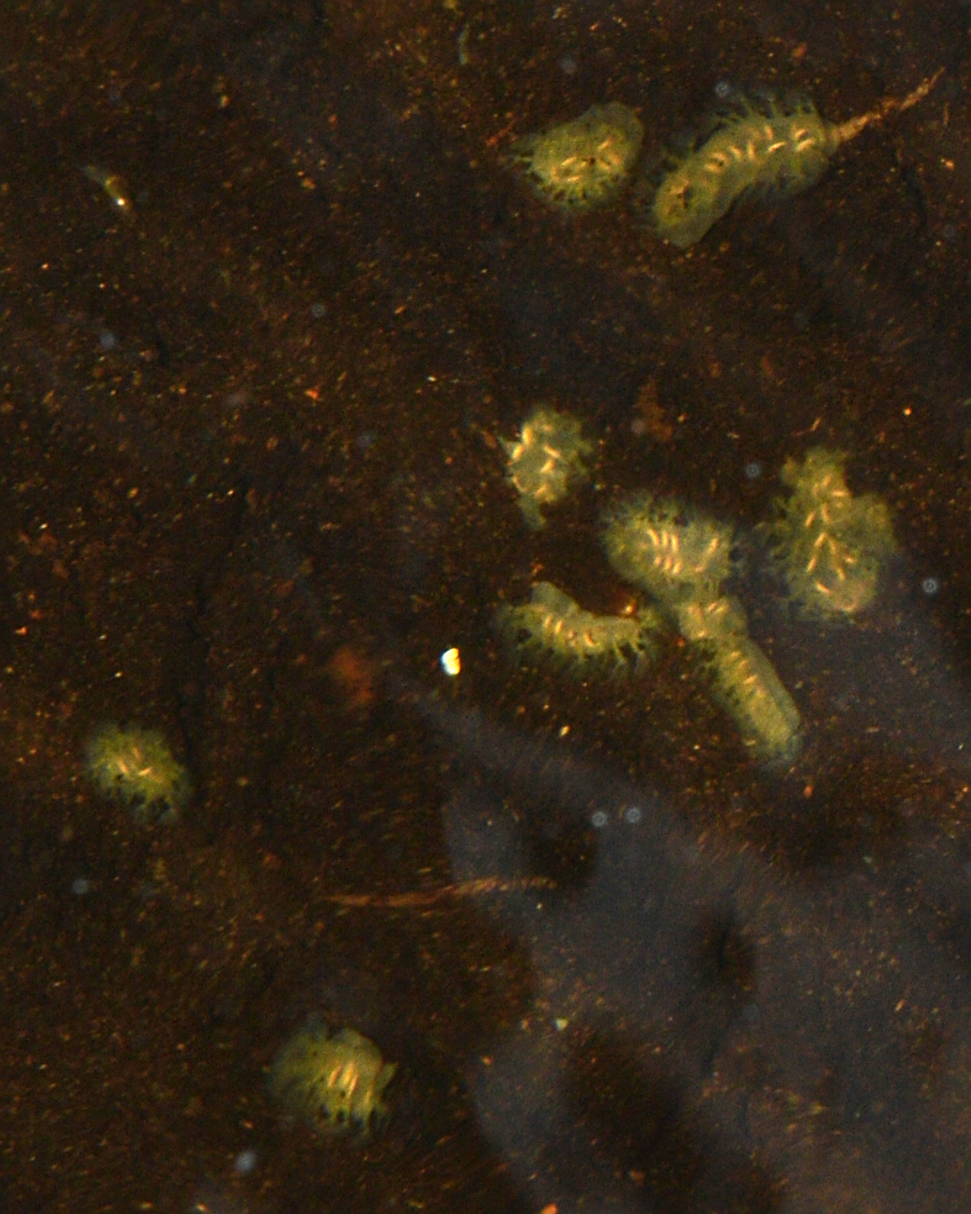 Cristatella mucedo Cuvier, 1798