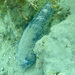 Porichthys myriaster - Photo (c) cyberkittyn, alguns direitos reservados (CC BY-NC), uploaded by cyberkittyn