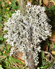 Pseudevernia
