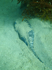 Specklefin Midshipman photo 4