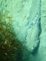Specklefin Midshipman photo 5