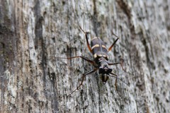 Distipsidera sericea