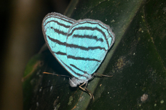 Cepheuptychia cephus