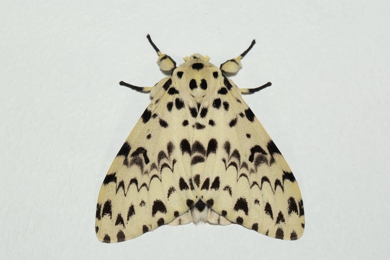 Lymantria narindra