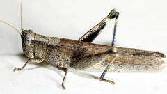 Goniaeoidea