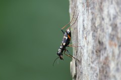 Distipsidera sericea