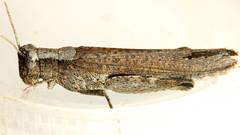 Goniaeoidea