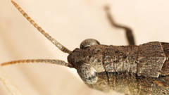 Goniaeoidea